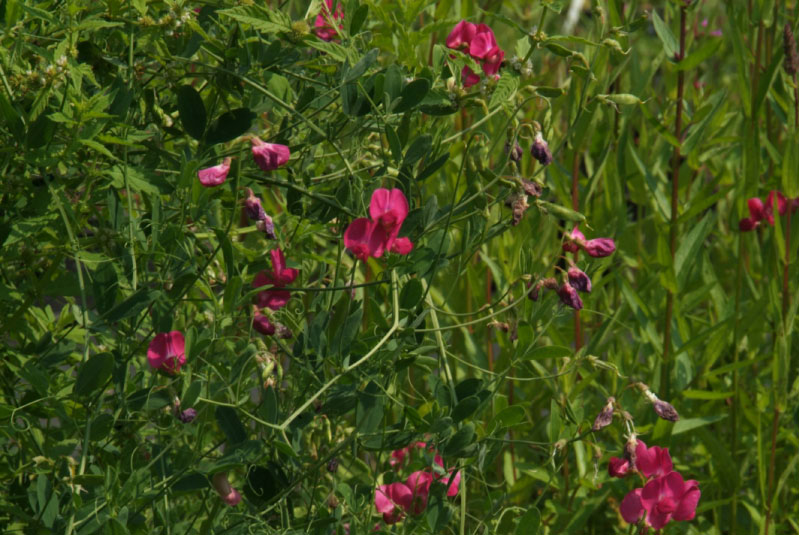 Lathyrus tuberosusAardaker bestellen